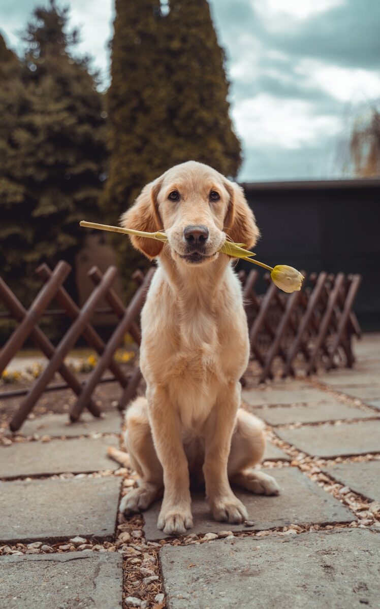 Le Medical Training : Pourquoi apprendre à votre chien à accepter les soins ?